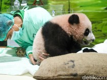 Dari Pink ke Gemoy, Perkembangan Terbaru Bayi Panda Rio di Taman Safari