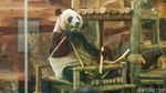 Bikin Gemas! Satrio, Panda Pertama yang Lahir di Indonesia