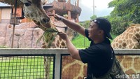 Atraksi memberi makan satwa di Jatim Park 2 menjadi salah satu wahana favorit (Foto: M. Bagus Ibrahim/detikJatim)
