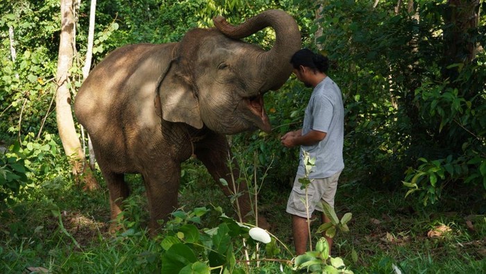Mahout memberi makanan tambahan gajah Sumatera di PIKG Tebo