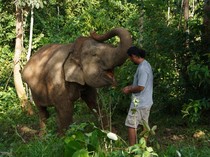 Cerita Mahout dan Mitigasi Konflik Gajah di Bukit Tigapuluh