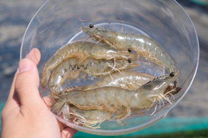 Ngeri! Virus dari Udang dan Ikan Ini Disebut Picu Infeksi Mata Manusia
