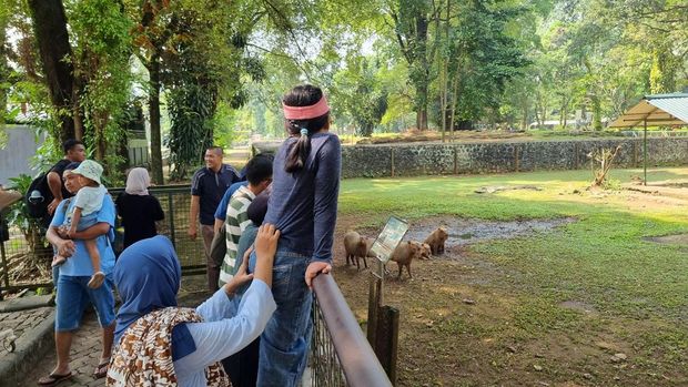 Pengunjung melihat Kapibara di Taman Margasatwa Ragunan, Jakarta.