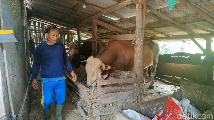 Warga Kenteng, Ngalang, Gedangsari tidak menyangka sapinya menjadi hewan kurban Presiden RI, Prabowo Subianto di Kabupaten Gunungkidul. 