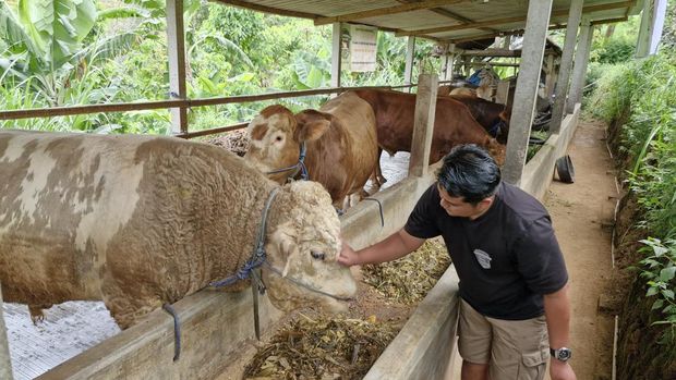 Peternakan Sapi Ponorogo Tawarkan Layanan Premium Peternak menunjukkan sapi kurban premium di kandang miliknya di Desa Wagir Kidul, Ponorogo, Jumat (15/5/2026).
