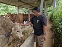 Sapi Kurban Dirawat Bak Atlet, Peternak di Ponorogo Tawarkan Layanan Premium