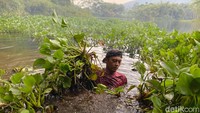 Misi Mulia Mang Kiclik Bersihkan Waduk Saguling dari Kepungan Eceng Gondok