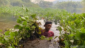 Misi Mulia Mang Kiclik Bersihkan Waduk Saguling dari Kepungan Eceng Gondok