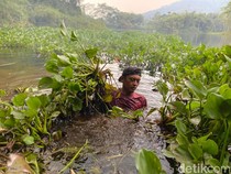 Misi Mulia Mang Kiclik Bersihkan Waduk Saguling dari Kepungan Eceng Gondok