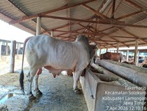 Nggak Cuma Satu, Prabowo Ternyata Pilih 2 Sapi Kurban Asal Lamongan