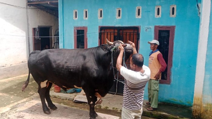 Si Angus, sapi kurban milik Presiden Prabowo di Musi Rawas