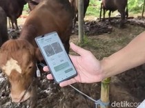 Tak Lagi Ribet, Penjual Hewan Kurban di Sukabumi Pakai Teknologi AI