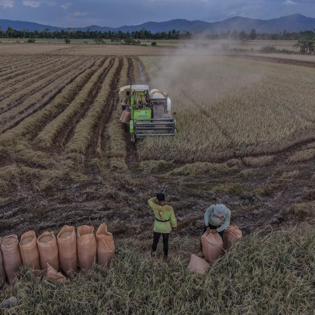 Banjir Rendam Sawah, Puluhan Hektare Gagal Panen