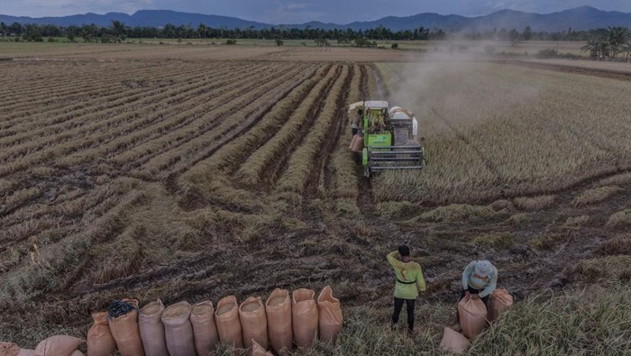 Foto udara mesin combine harvester memanen padi yang terdampak banjir di areal persawahan Amohalo, Kota Kendari, Sulawesi Tenggara, Sabtu (16/5/2026). Pemkot Kendari mencatat sebanyak 151 hektare dari 320 hektare sawah di wilayah itu terendam banjir pada Sabtu (9/5) lalu yang menyebabkan 73 hektare diantaranya mengalami gagal panen sedang sisanya masih dapat dipanen guna mendorong percepatan pemulihan pada musim tanam berikutnya. ANTARA FOTO/Andry Denisah/bar