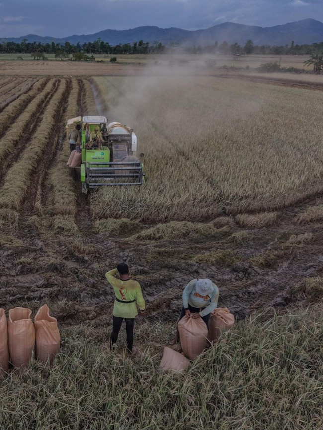 Banjir Rendam Sawah, Puluhan Hektare Gagal Panen