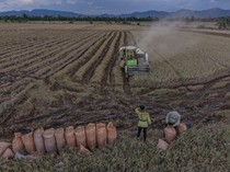 Banjir Rendam Sawah, Puluhan Hektare Gagal Panen