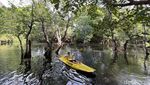 Bertualang Menyusuri Hutan Mangrove dengan Kano di Pantai Cacalan