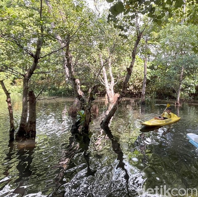 Bertualang Menyusuri Hutan Mangrove dengan Kano di Pantai Cacalan
