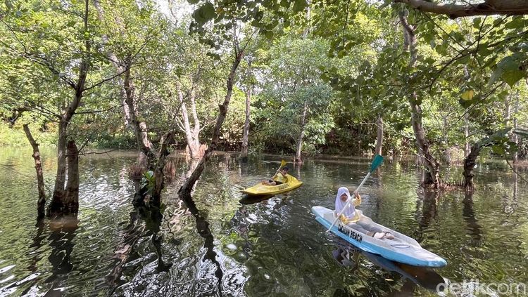 Bertualang Menyusuri Hutan Mangrove dengan Kano di Pantai Cacalan
