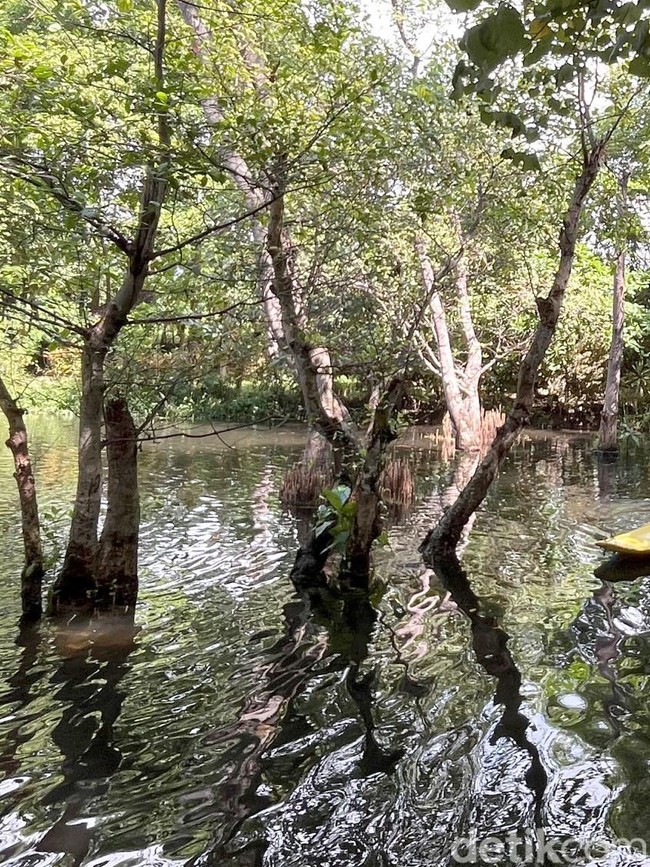 Bertualang Menyusuri Hutan Mangrove dengan Kano di Pantai Cacalan