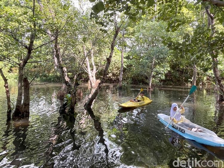 Bertualang Menyusuri Hutan Mangrove dengan Kano di Pantai Cacalan