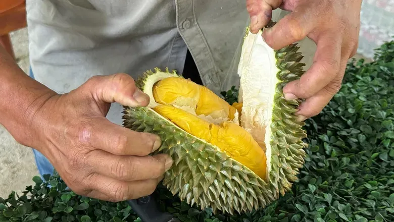 Di Penang Kini Ada Wisata Durian, Bisa Makan Musang King Sepuasnya! Di Penang Kini Ada Paket Wisata Durian.