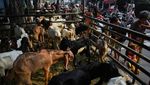 DKI Larang Lapak Hewan Kurban di Atas Trotoar