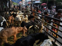 Infografis: Cara Memilih Sapi dan Kambing Kurban Sesuai Syariat