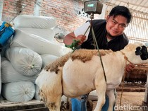 Permintaan Domba untuk Kurban di Trenggalek Meningkat karena Lebih Murah