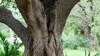 Awas tertipu, ini pohon ya. Foto: Bored Panda