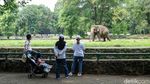 Libur Panjang di Ragunan, Wisata Murah Meriah Bareng Keluarga