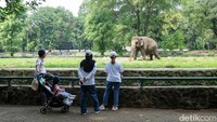 Sejumlah pengunjung tampak mengamati berbagai koleksi satwa di kawasan Ragunan. Anak-anak hingga orang tua terlihat menikmati suasana kebun binatang.