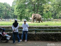 Bocah Terjatuh ke Kandang Gajah Ragunan
