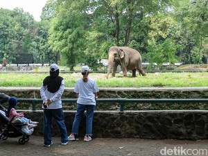 Video Ribuan Pengunjung Padati Ragunan Saat Tiket Masuk Gratis