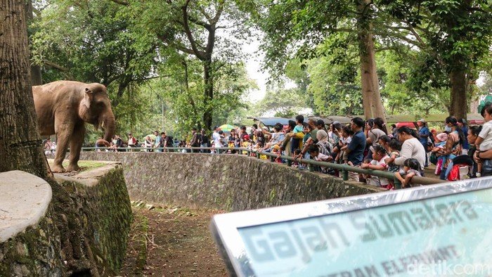 Pengunjung memadati Taman Margasatwa Ragunan, Jakarta, Sabtu (16/5/2026). Libur panjang dimanfaatkan warga untuk berwisata bersama keluarga.