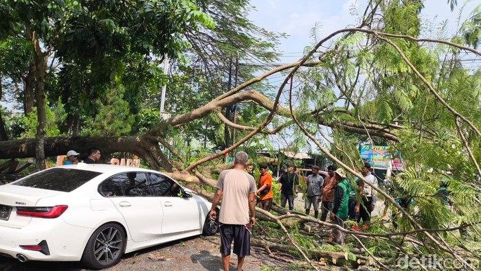 Mobil tertimpa pohon tua di Kuningan