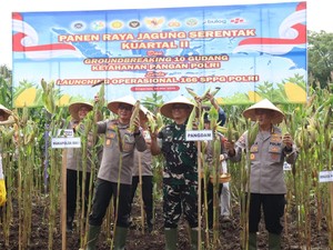 Polres Gianyar Panen Jagung, Dukung Ketahanan Pangan dan Program MBG