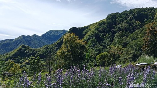 Pemandangan bukit dari Mountana Garden, Sembalun, Lombok Timur, NTB, Sabtu (16/5/2026). foto (Sanusi Ardi W/detikBali)