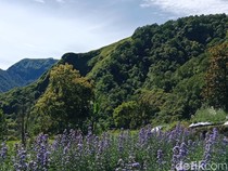 Cantiknya Mountana Garden, Wisata Taman Bunga Berlatar Bukit Hijau di Sembalun