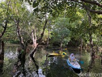 Serunya Susur Mangrove Naik Kano di Pantai Cacalan Banyuwangi