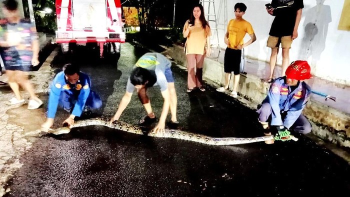 Petugas Damkar Ciamis mengevakuasi ular sanca ukuran jumbo yang memasuki permukiman warga.