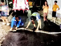 Mencekam! Ular Sanca Raksasa Masuk Permukiman Warga Ciamis