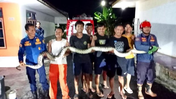 Petugas Damkar Ciamis mengevakuasi ular sanca ukuran jumbo yang memasuki permukiman warga. Petugas Damkar Ciamis mengevakuasi ular sanca ukuran jumbo yang memasuki permukiman warga.