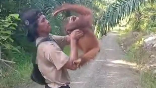 Tangkapan layar video viral karyawan sawit mengangkat orang utan dan memaksa mandi di parit
