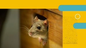 Video Jenis Hantavirus Lokal yang Ditemukan di Banten