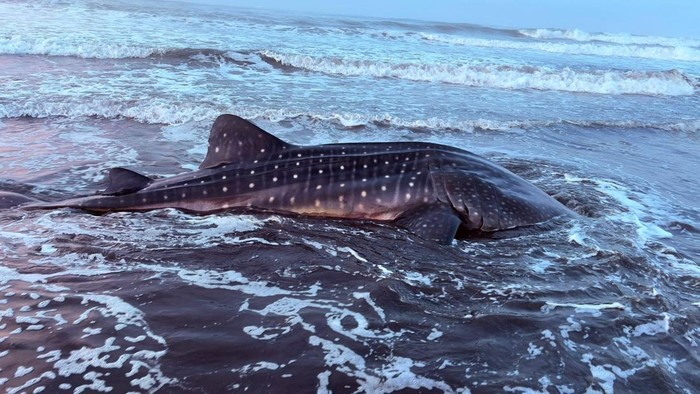 Kondisi hiu tutul yang terdampar di Pantai Pagubugan, Kecamatan Binangun, Kabupaten Cilacap, Minggu (17/5/2026).