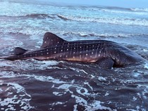 Terdampar di Pantai Pagubugan, Hiu Tutul Jumbo Mati