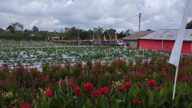Kebun bunga dan stroberi di objek wisata La Fresa, Bangli, Bali, Kamis (14/5/2026).