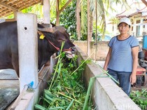Video Rahasia Treatment Sapi Jumbo yang Dibeli Prabowo Seharga Rp 72 Juta