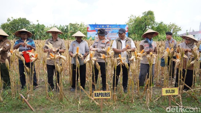 Kapolres Bojonegoro AKBP Afrian Satya Permadi bersama petani mengikuti Panen Raya Jagung Serentak Kuartal II Tahun 2026 secara virtual di Desa Trucuk, Bojonegoro.